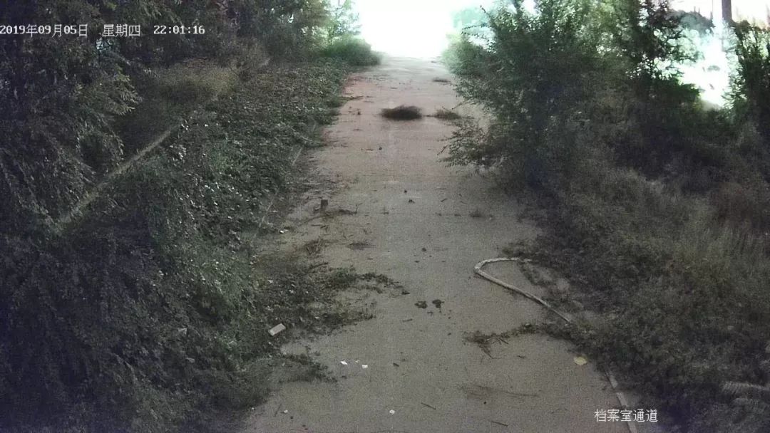 晚上野外视频摄像头效果 晚上野外视频摄像头效果